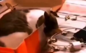 Questo gatto si occupa del cartone in una maniera tanto studiata da sembrare un vero ingegnere (VIDEO)