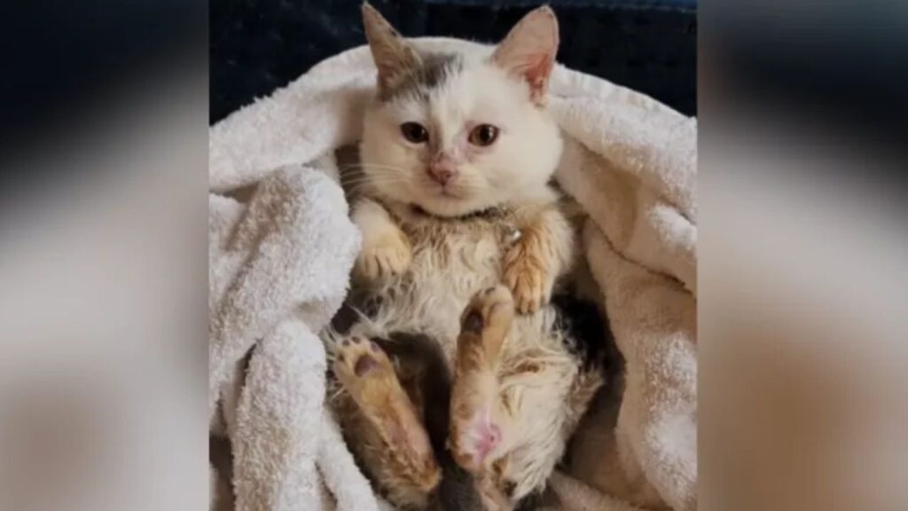 gattino avvolto in un asciugamano