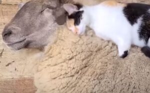Il rapporto tra questo gatto e la pecora è talmente adorabile che quasi non ci si crede (VIDEO)