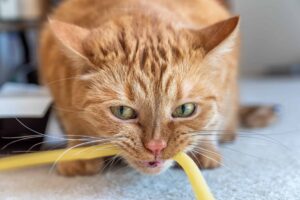 Gatto morde fili elettrici: perché lo fa e come rimediare