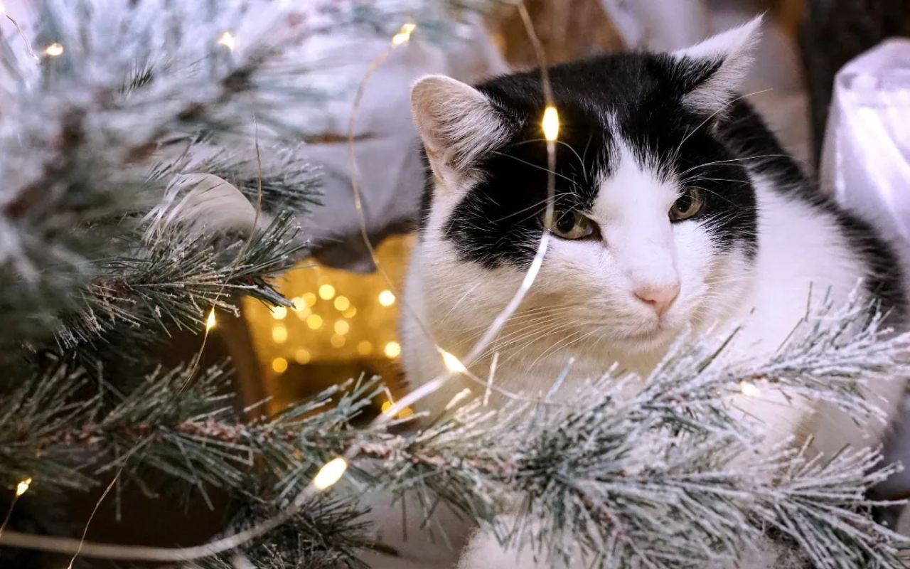 gatto nell'albero di natale