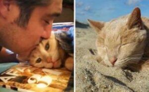 È stato abbandonato in età avanzata e tutti pensavano che la sua vita sarebbe finita in rifugio, invece il gatto ha trovato l’amore