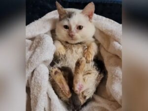 La gattina è stata salvata in condizioni così pessime che il suo soccorritore deve farle due bagni al giorno