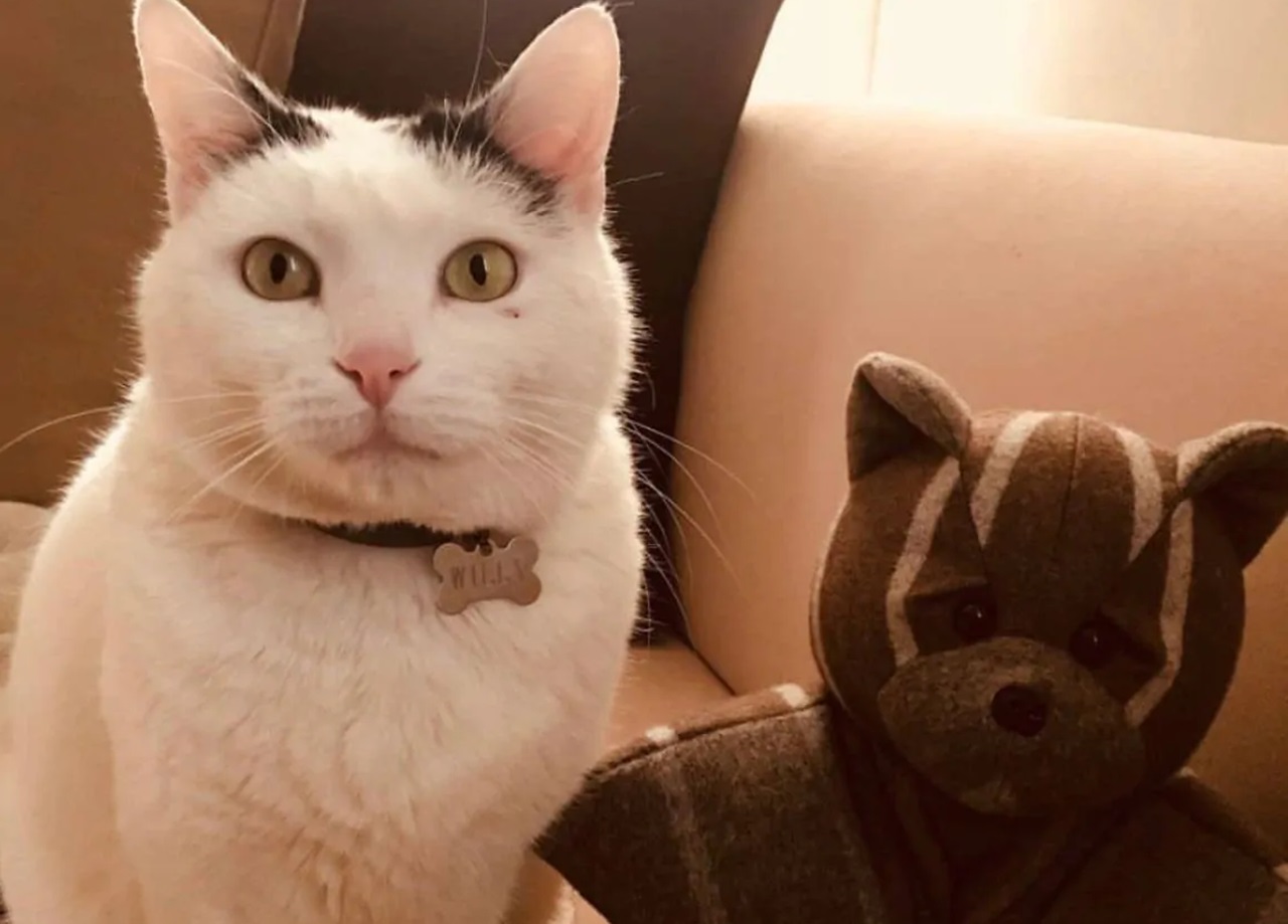 Gatto bianco con orecchie nere