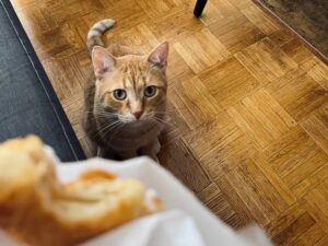 Il gatto rosso è un vero investigatore: ha deciso di “indagare” su ogni cibo umano per capire quanto è buono