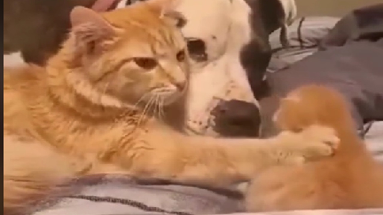 Gatto insegna al cane con il gattino