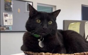 Gatto randagio salva un museo dalla chiusura: ora Bones è famoso in tutto il mondo