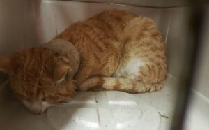 gatto arancione