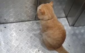 Il gatto sa dove farsi portare: miagola per indicare il numero di piano a cui deve andare (VIDEO)