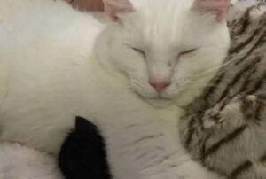Il gatto salvato dal veterinario ha trovato un modo tutto suo per restituire l’amore che ha ricevuto
