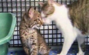 Il gatto selvatico che era rimasto senza mamma ha trovato tutto l’amore di una nuova madre adottiva (VIDEO)