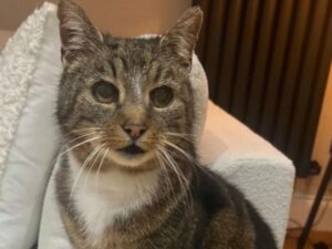 gatto con manto tigrato