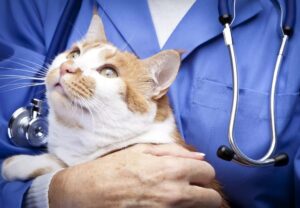 Come portare il gatto dal veterinario, senza traumi