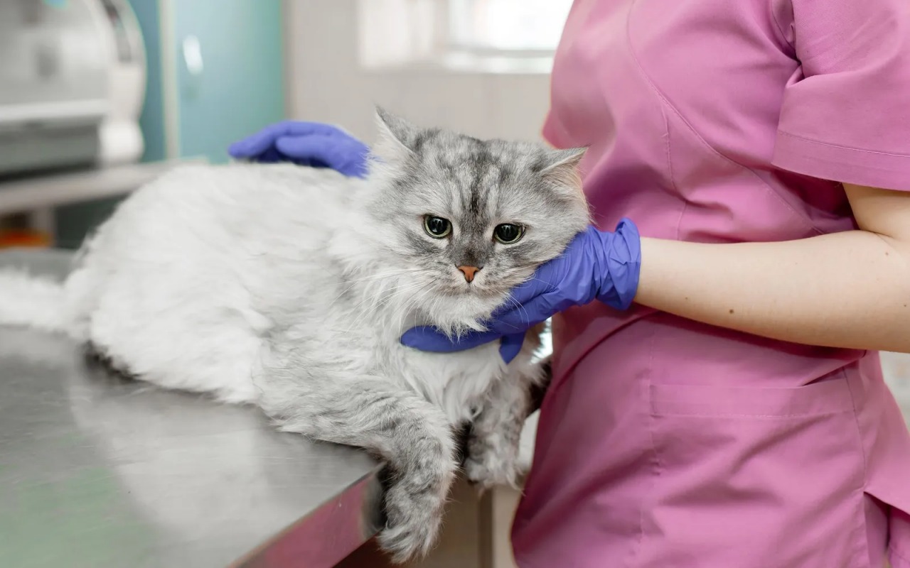 gatto dal veterinario