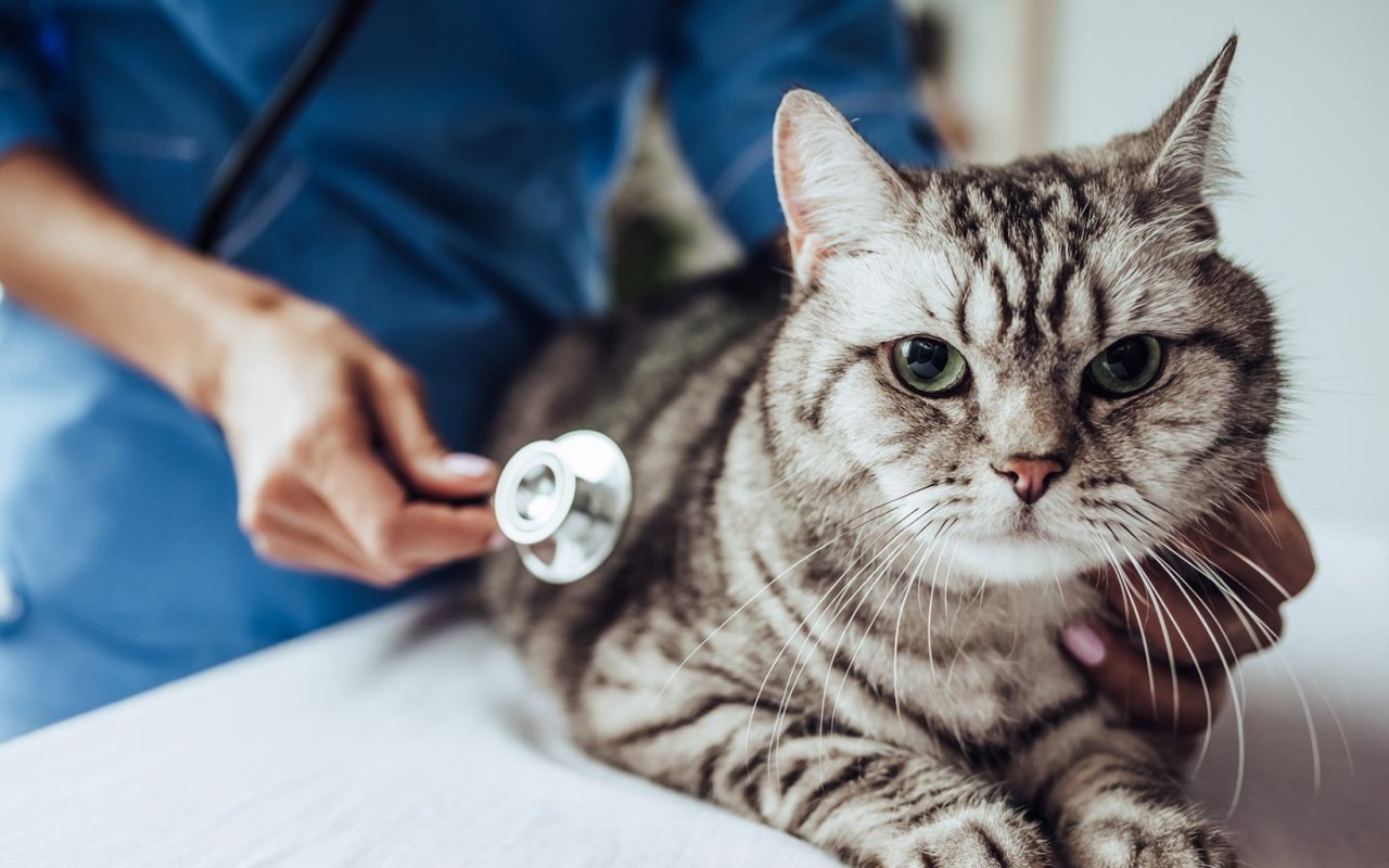 gatto tigrato dal veterinario