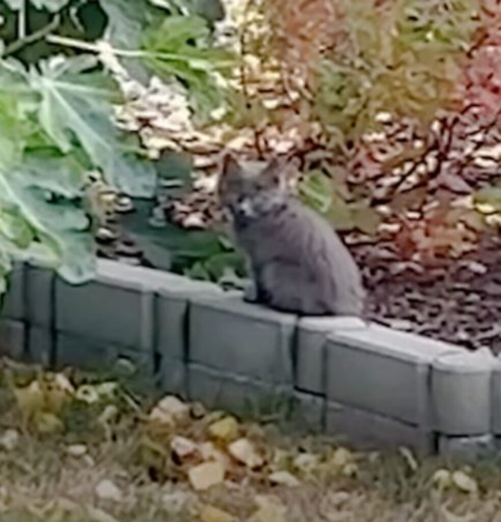 un gattino grigio randagio