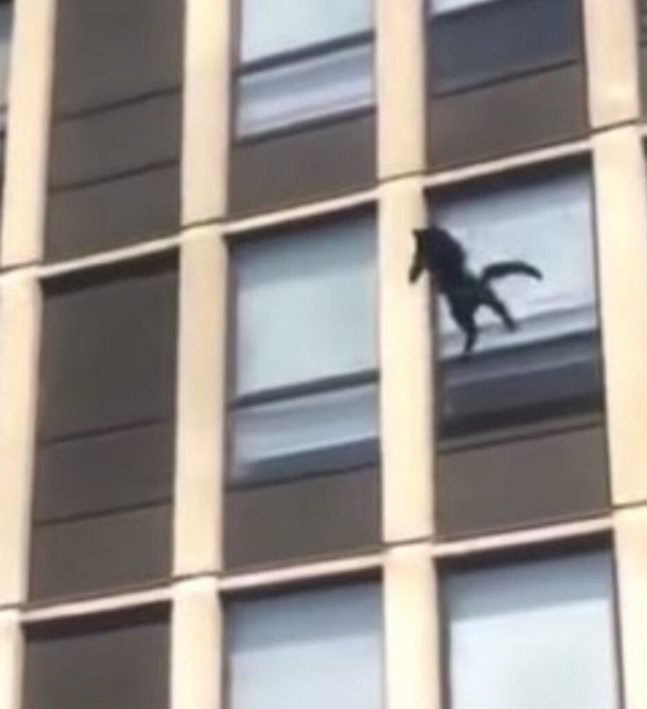 un gatto salta dal quinto piano di un palazzo