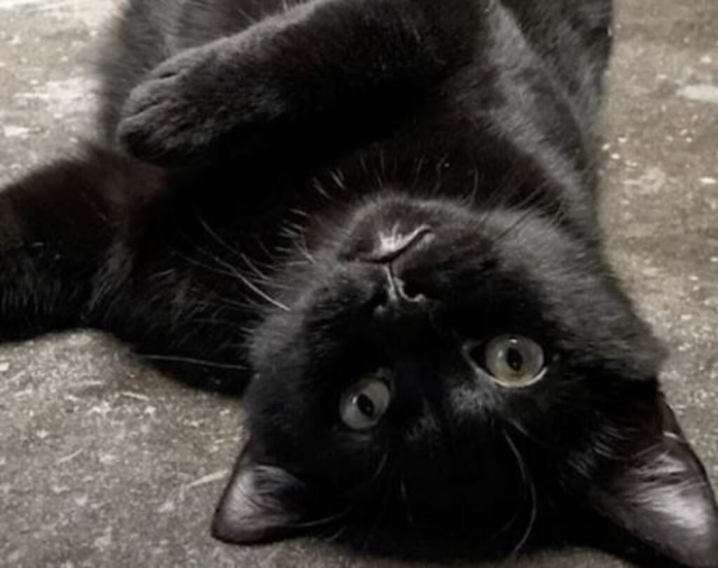 un gattino nero che fa le fusa