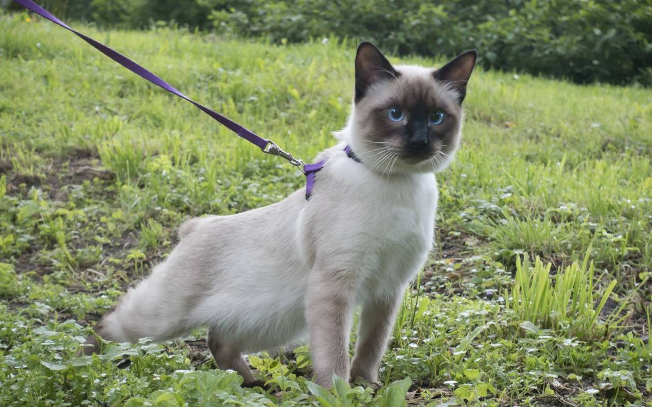 gatto che passeggia al guinzaglio