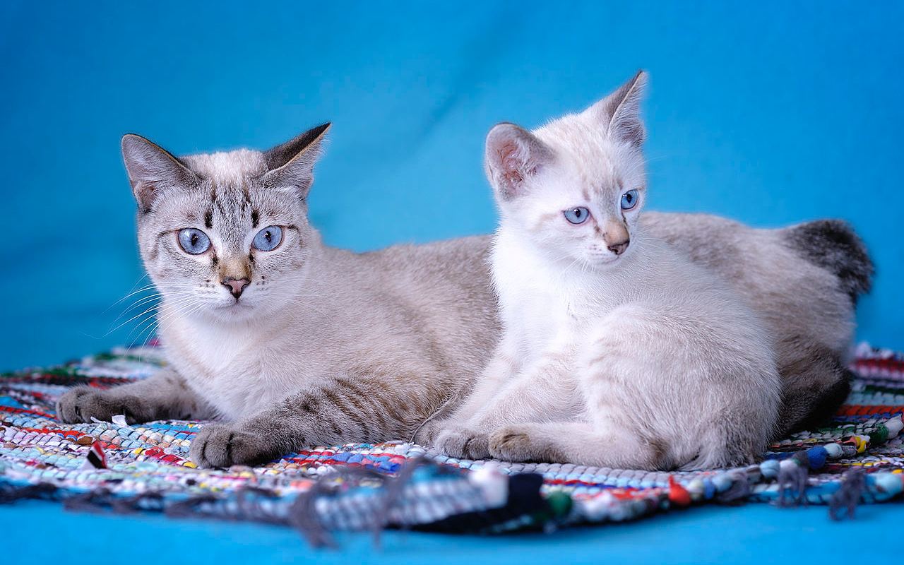 gattino con la sua mamma