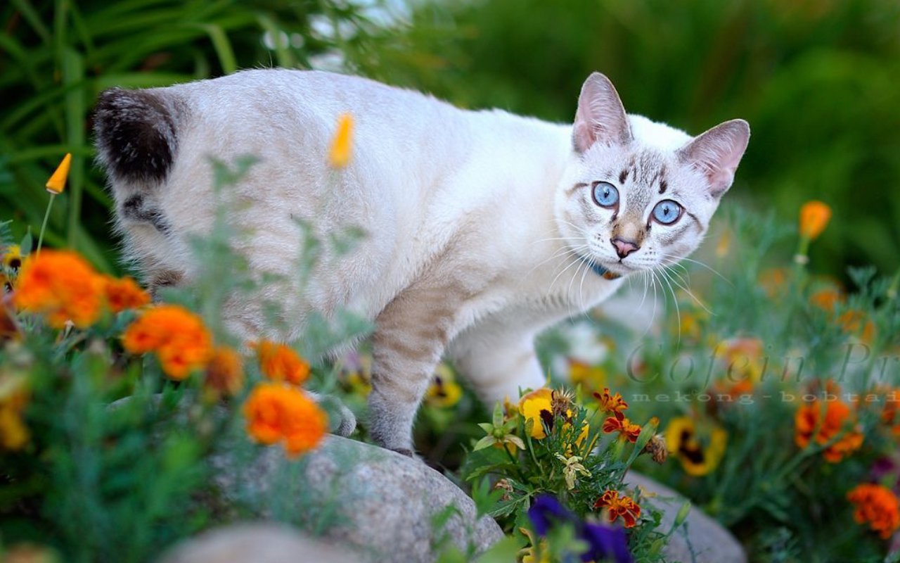 gatto tra i fiori