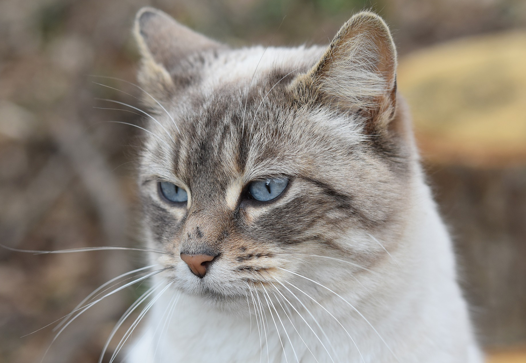 gatto arrabbiato