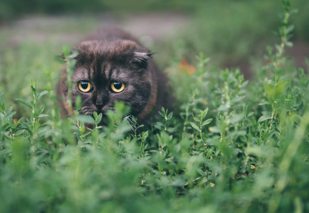 gatto caccia