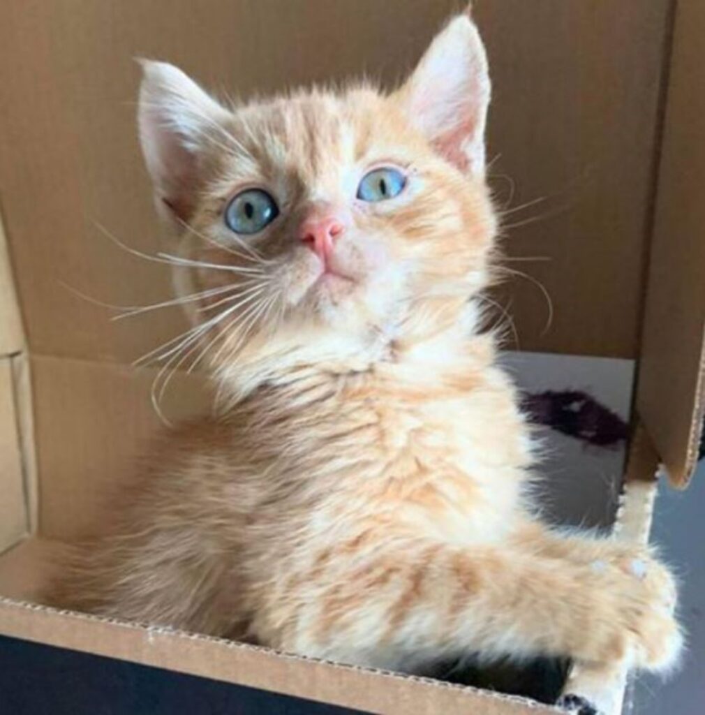 un gattino con gli occhi azzurri