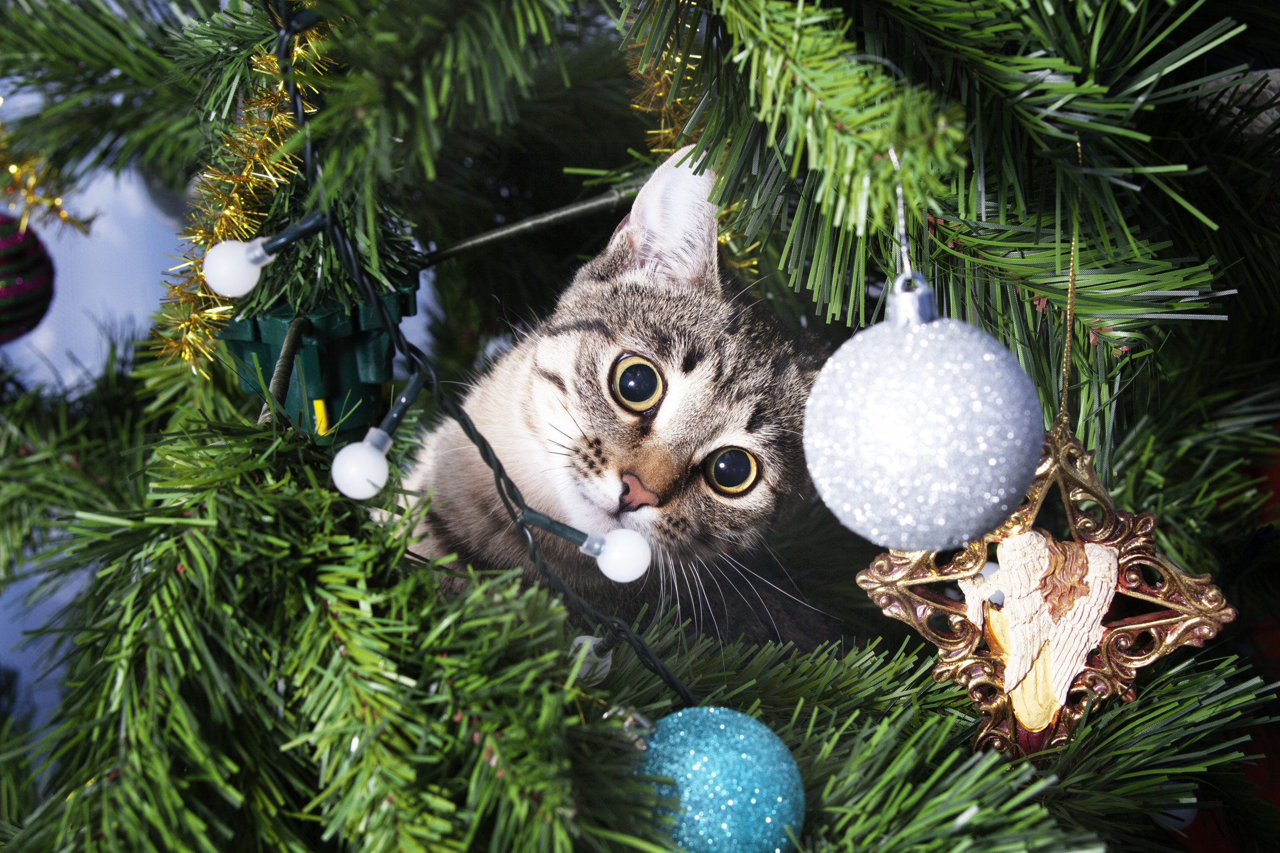 gatto in mezzo all'albero di natale