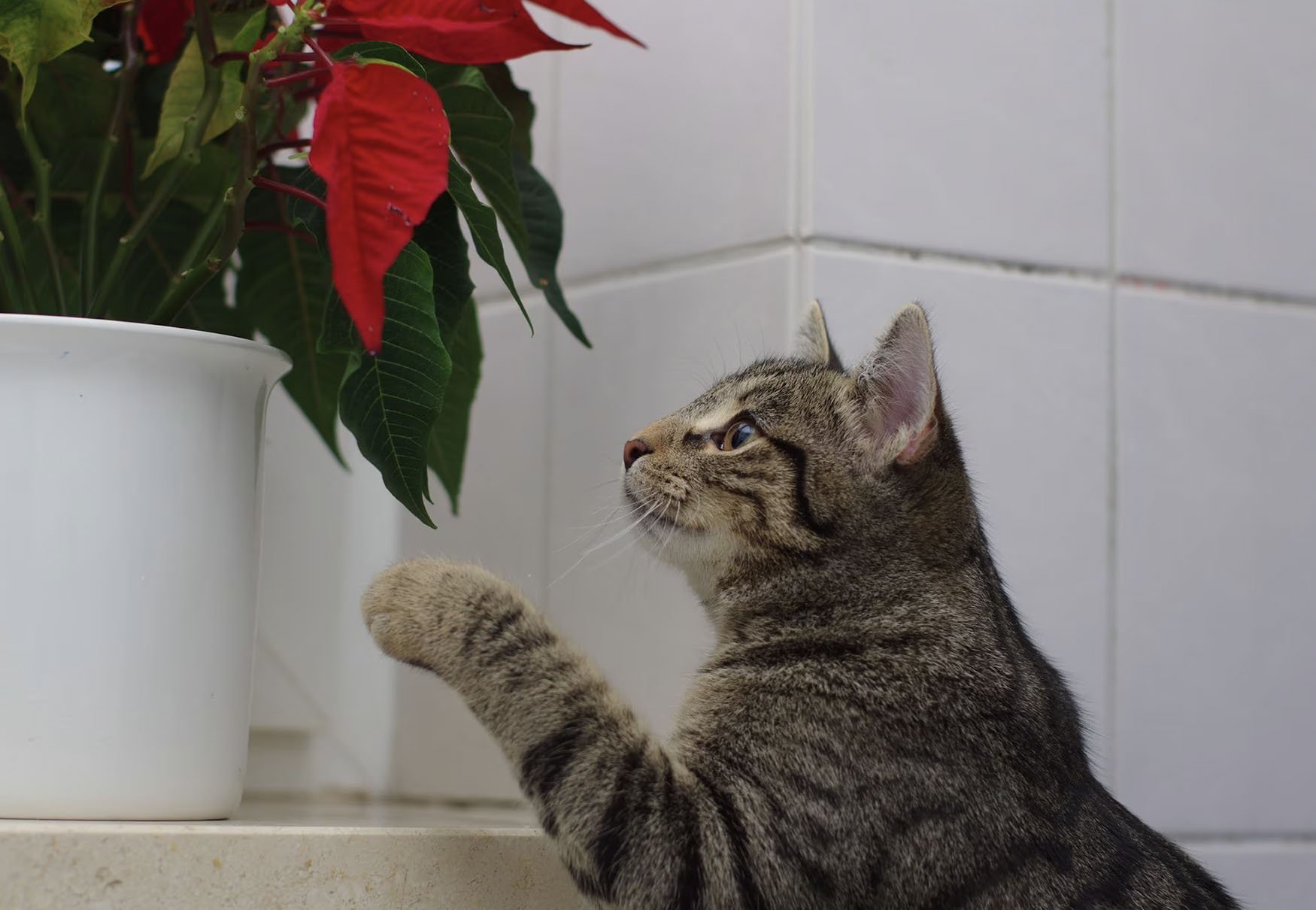 gatto tocca stella di natale