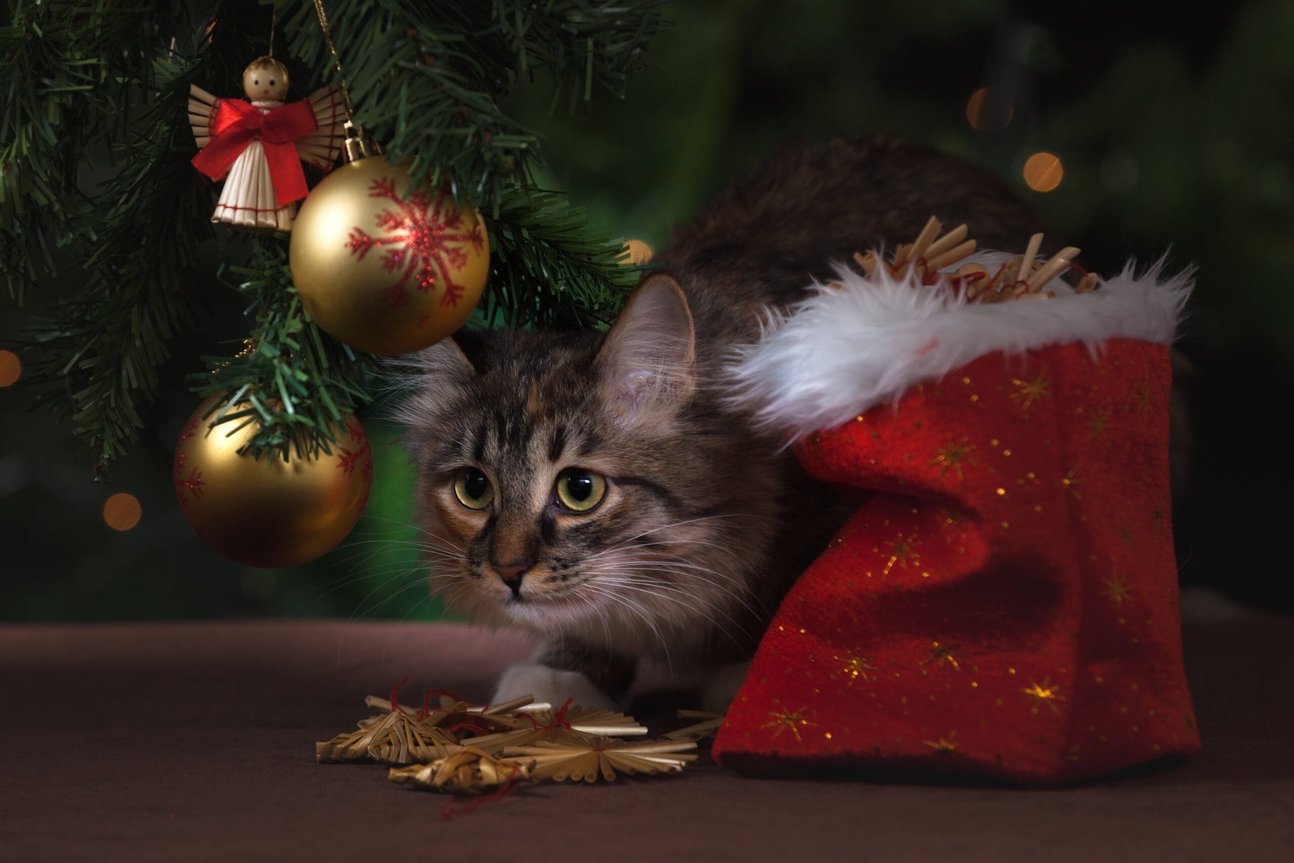 gatto sotto l'albero di natale