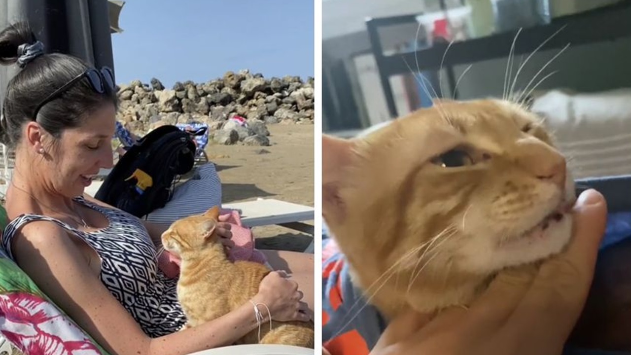 Gatto sulla spiaggia in Grecia