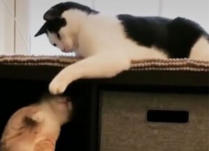 “Ecco come si fa”: così il gatto insegna al gattino come si aprono le porte di tutta la casa