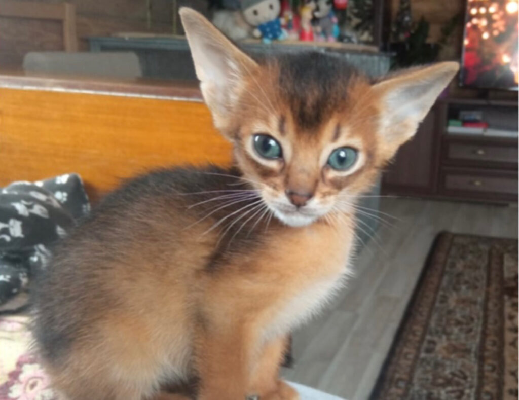 Belli come piccole linci: 5 foto di gatti Abissini che ti faranno scoprire quanto sembrano selvaggi
