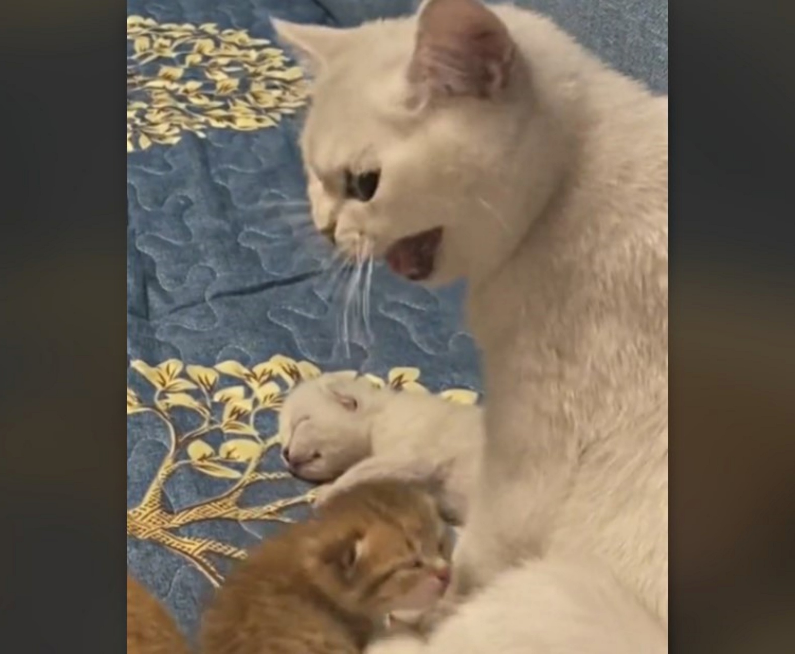 mamma gatta con gattini