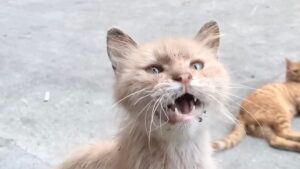 Denutrito e magrissimo, questo gatto chiedeva aiuto a tutte le persone che vedeva passare