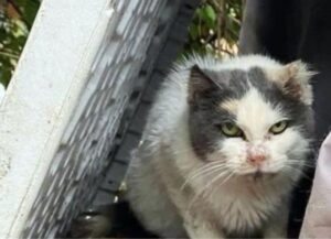 Dopo 10 anni all’aperto questo gatto mostra tutta la sua felicità quando trova qualcuno che lo aiuta davvero