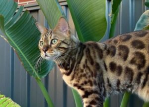 Elegante e sinuoso? Non proprio: questo Gatto del Bengala è davvero tanto, tanto goffo