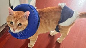 Era in condizioni pessime dopo un incidente stradale, ma ora sta rinascendo: la storia di questo gatto è pura speranza