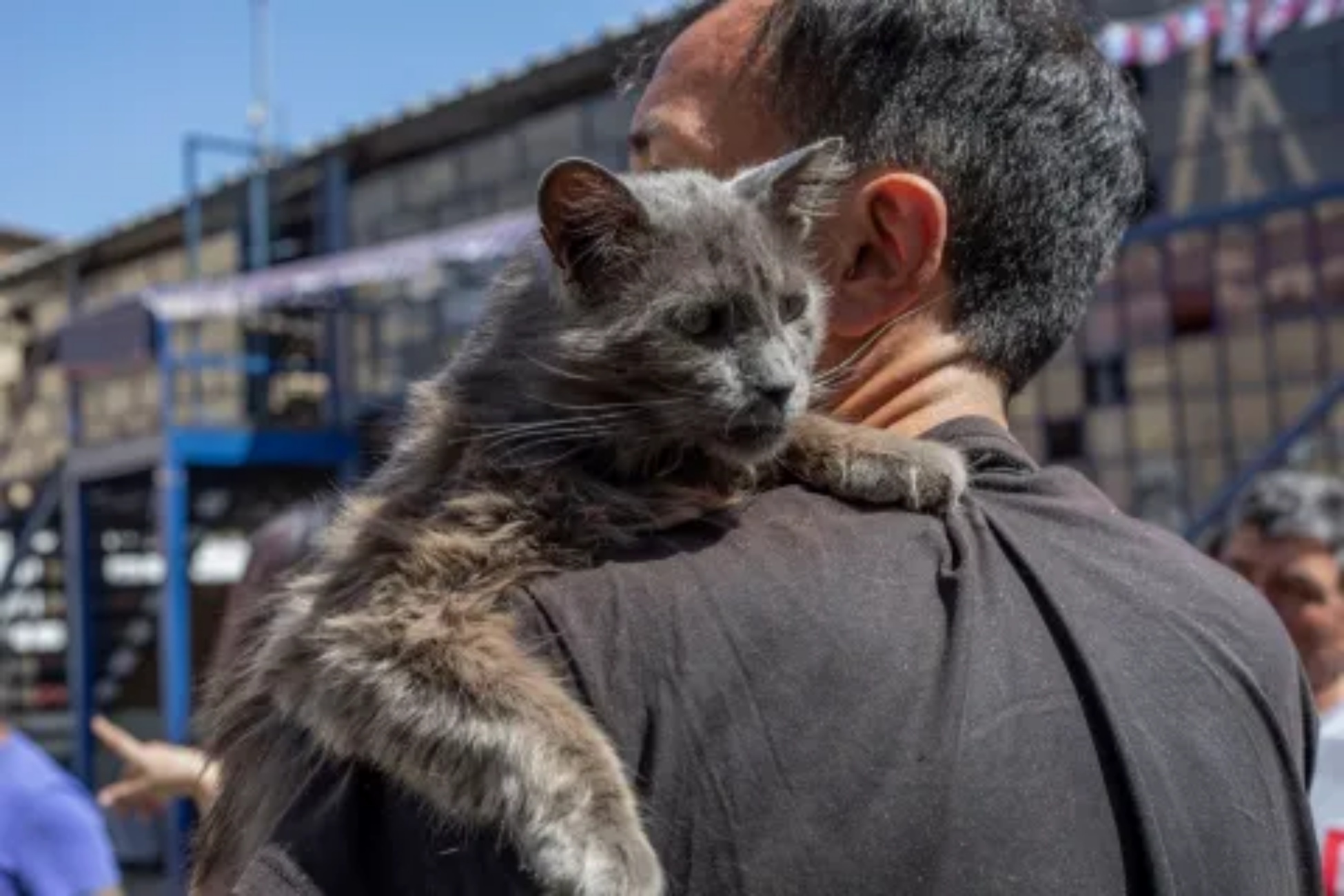 gatti vivono con detenuti