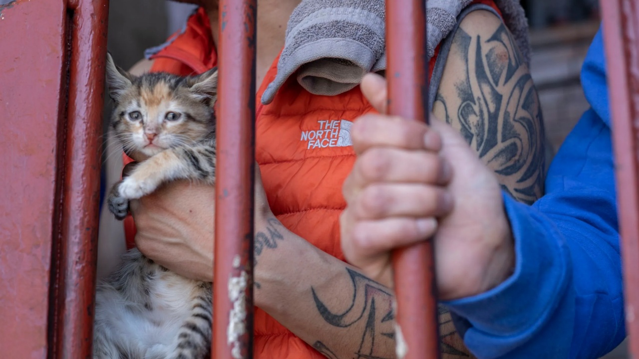 gatti in prigione aiutano detenuti