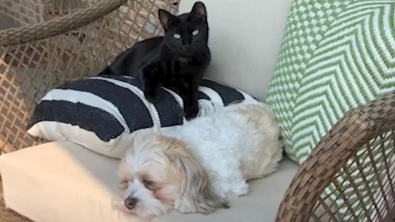 Cane e gatto sulla poltrona