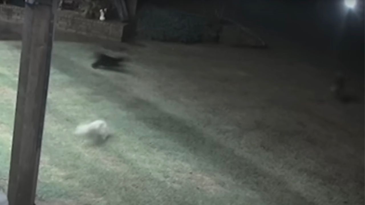 Gatto aiuta cane scacciando i coyote