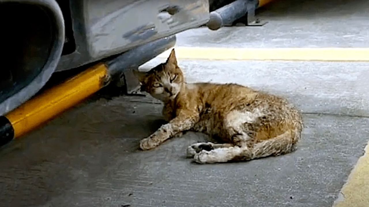 Gatto sotto l'auto