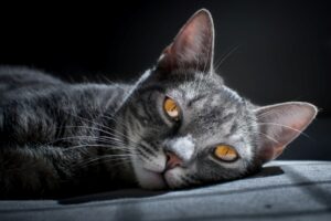 Hanno messo fine alla vita di questo gatto per un motivo assurdo e ora la giustizia sta cercando di fare il suo corso