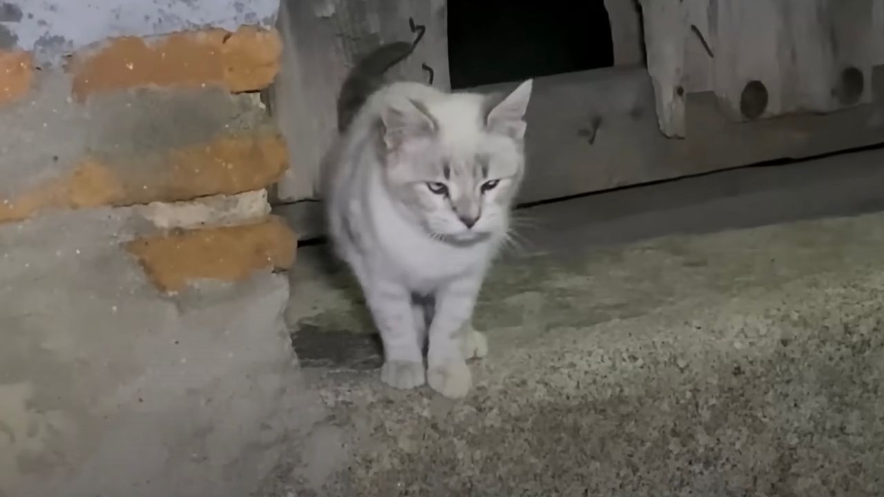 Bellissimo gatto bianco