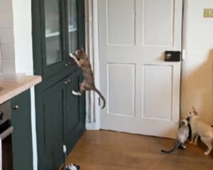 I tre gatti sono dei veri geni del furto: grazie alle loro acrobazie riescono ad attentare con successo alla dispensa
