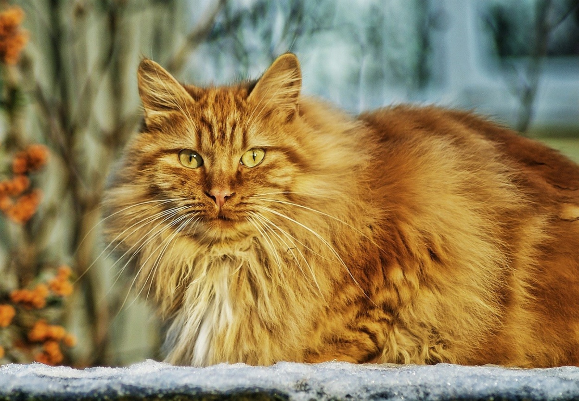 gatto delle foreste norvegesi