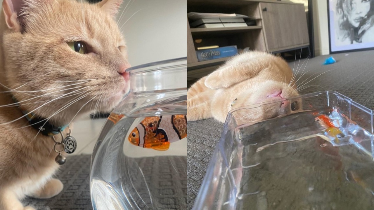 gatto Nemo ama pesce Nemo