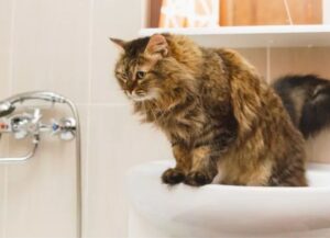 Il gatto che osserva il proprietario mentre fa la doccia ha seri problemi con i confini personali